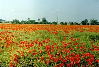 Sommer